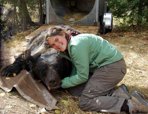 Colleen tagging a 600 pound grizzly with a radio collar